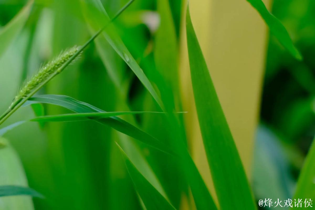 青青草导航——绿色纯净的优质网址推荐 青青草导航——绿色纯净的优质网址推荐